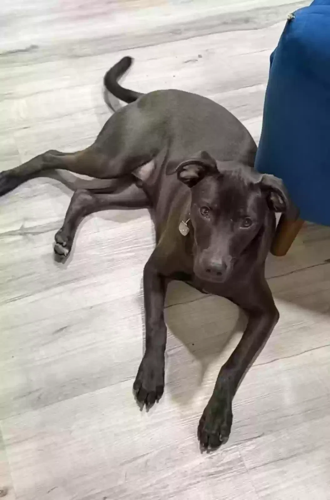 Pepper, Lab/Hound Dog for adoption in Morrow, GA, 30260