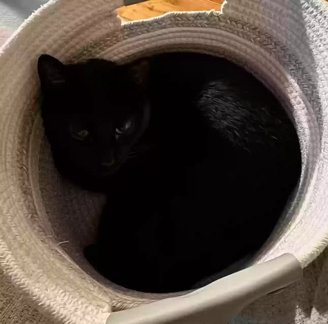 Salem, Unknown Cat for adoption in Hoschton, GA, 30548
