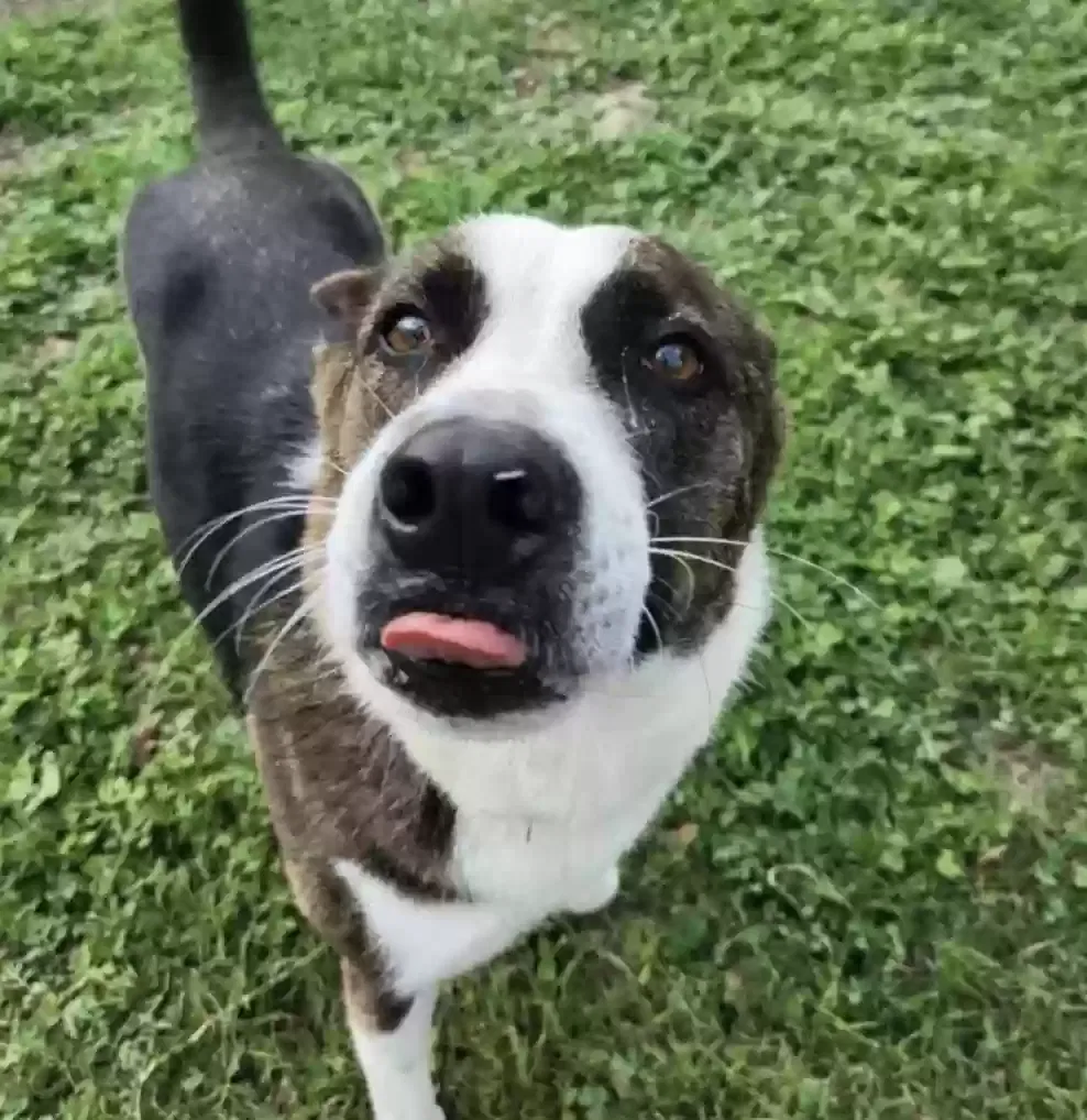 Sophie, Terrier Dog for adoption in Corpus Christi, TX, 78414