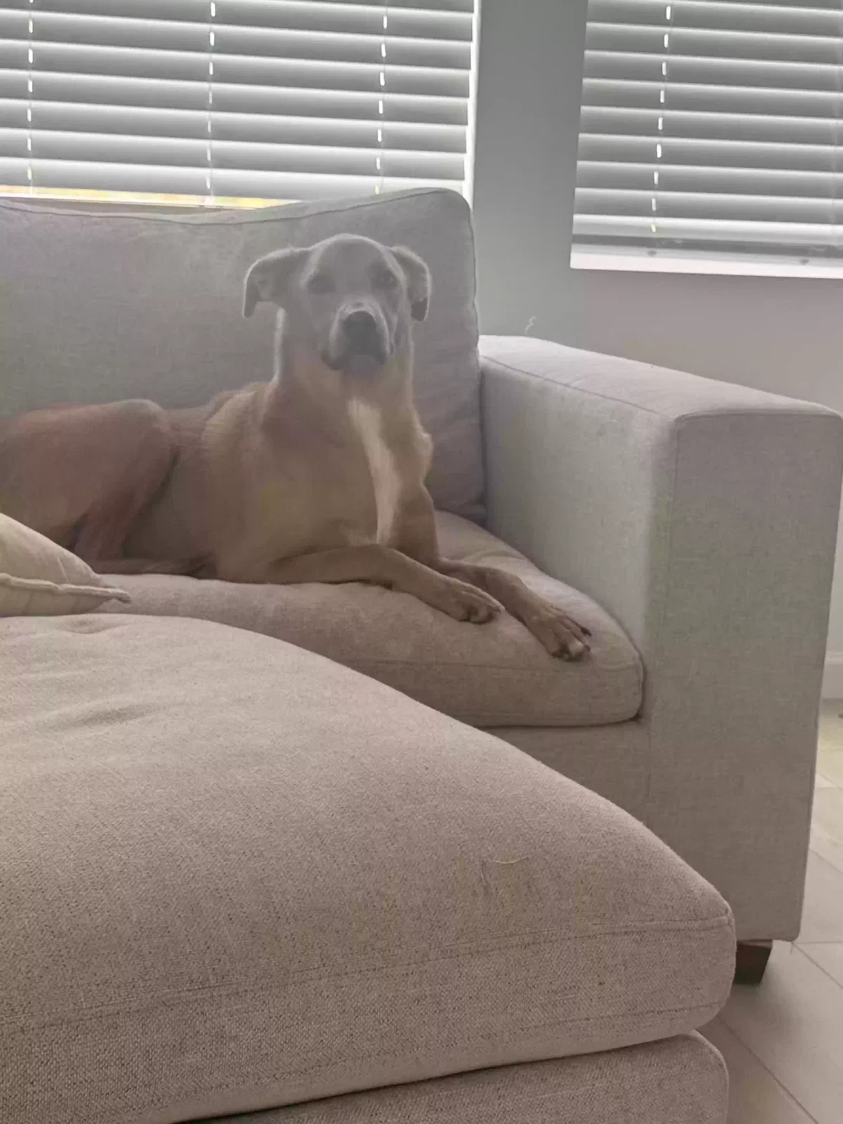 Cooper, Unknown Dog for adoption in Parker, CO, 80134