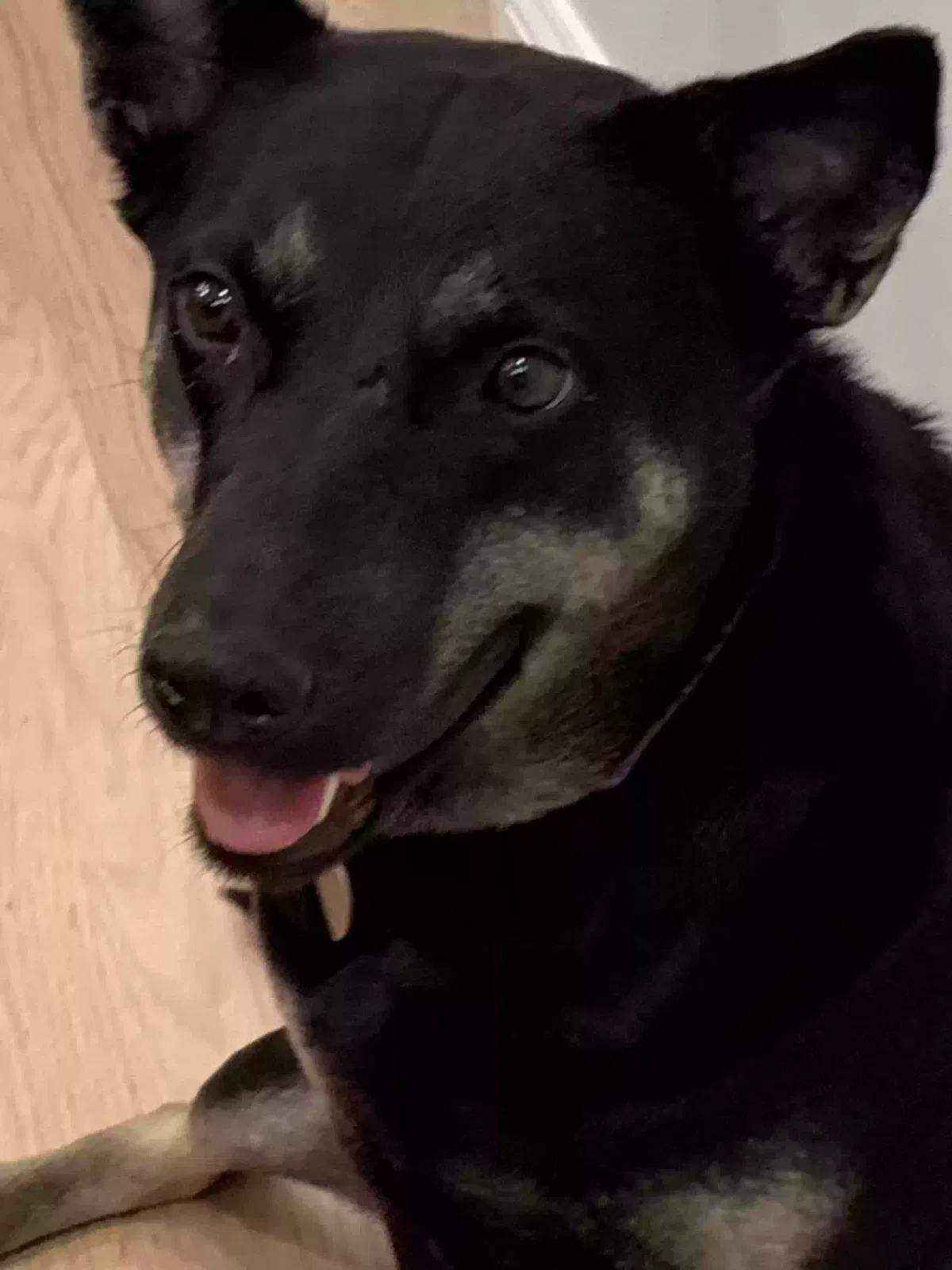 Coco, Mixed Dog for adoption in New Haven, CT, 6515