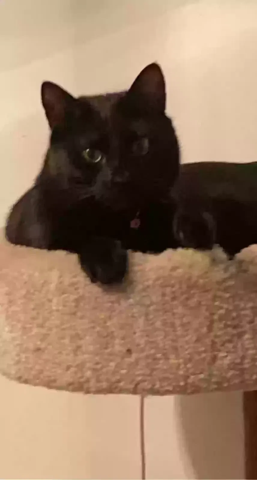 Zuma and kitty, Unknown Cat for adoption in Buford, GA, 30519