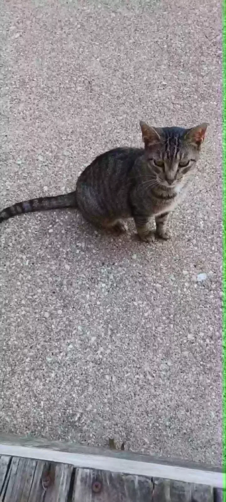 n/a, Gray tiger stripe tabby Cat for adoption in Canton, OH, 44709