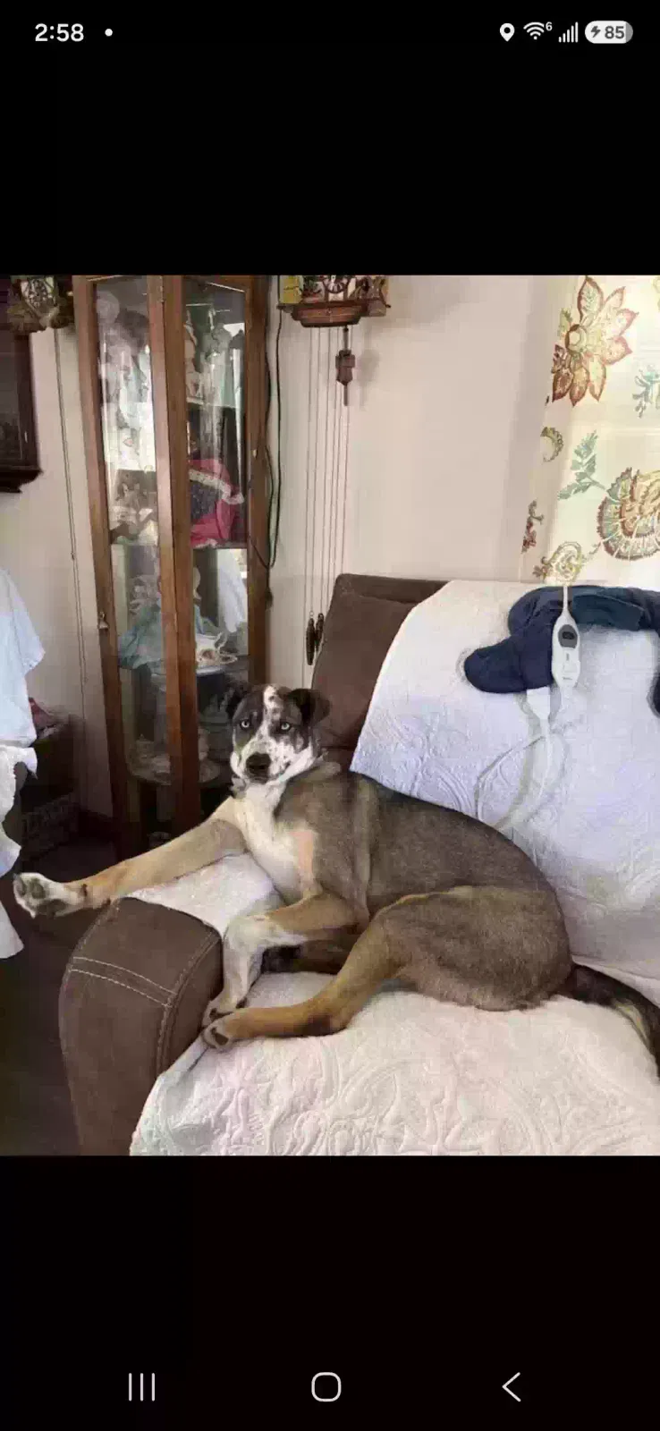 Dog, Australian Sheppard, Norwegian elkhound Dog for adoption in Saint Albans, WV, 25177