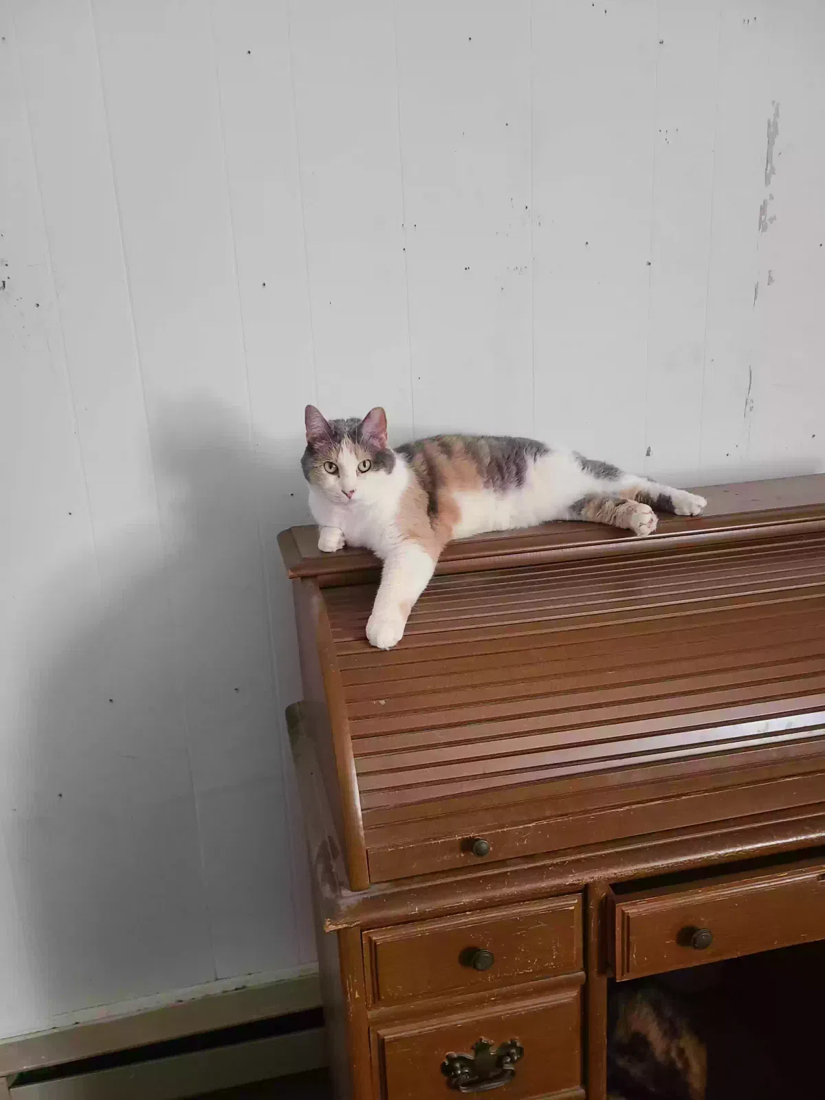 Summer, Calico Cat for adoption in Glens Falls, NY, 12801