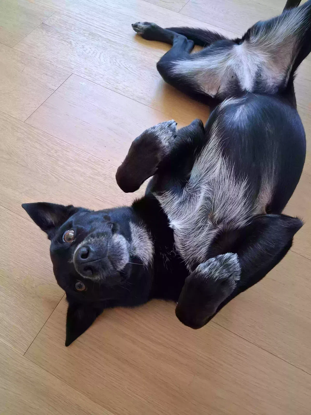 Macaroni, Australian Cattle Dog / Lab Mix Dog for adoption in Saint James, MO, 65559