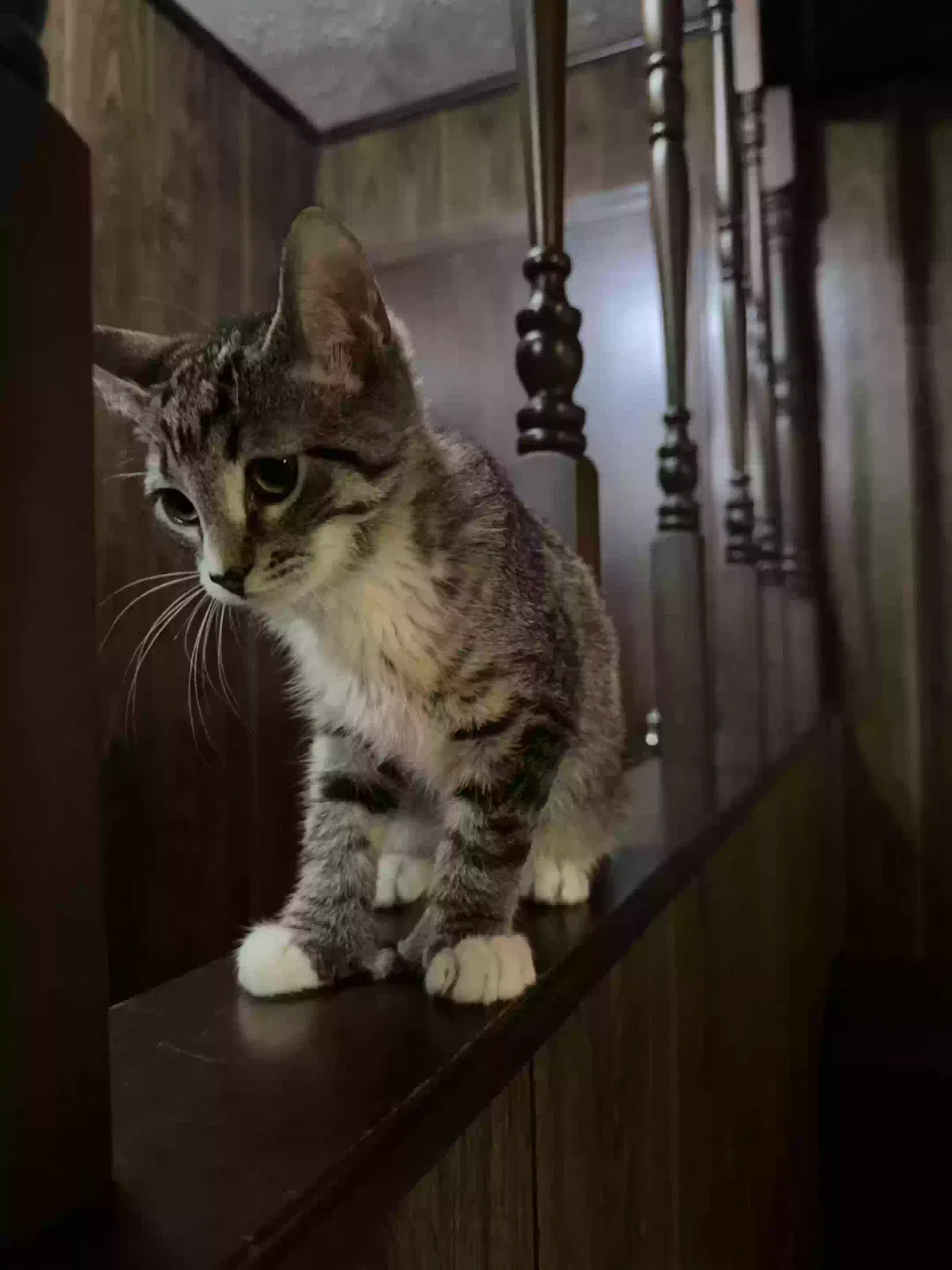 Honey, Tabby Cat for adoption in Locust Grove, GA, 30248
