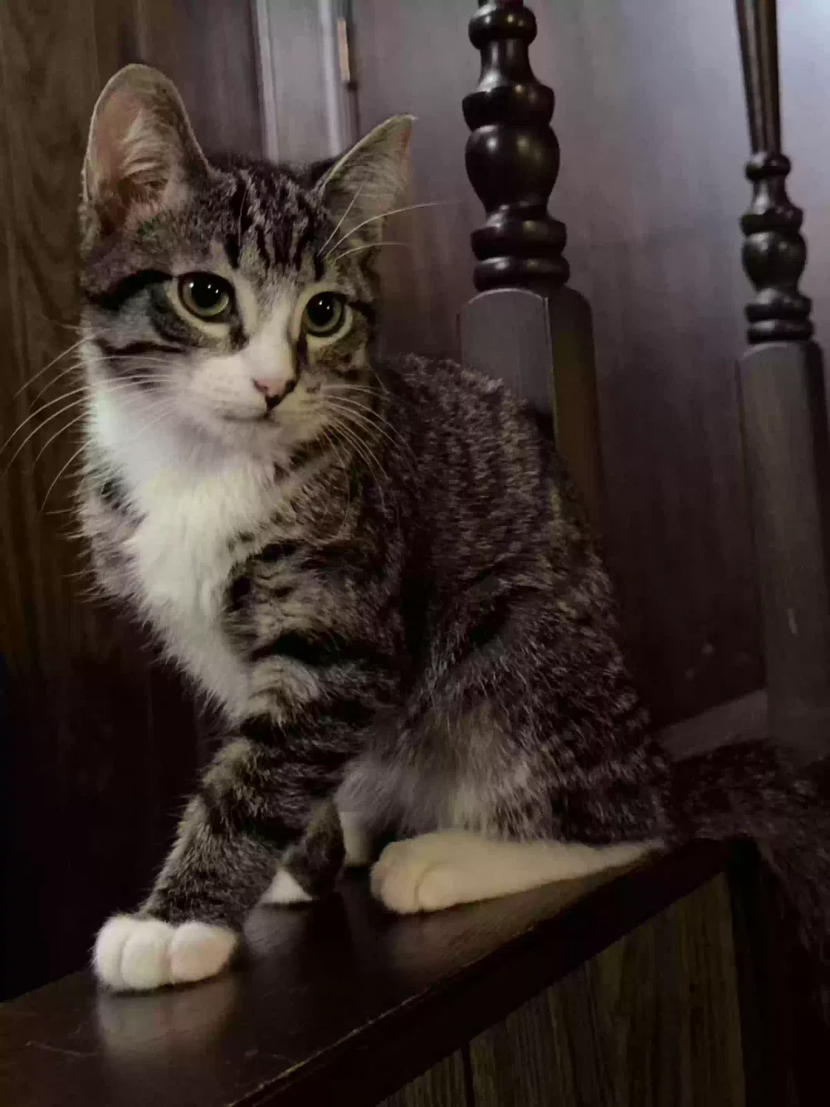 Olive, Tabby Cat for adoption in Locust Grove, GA, 30248