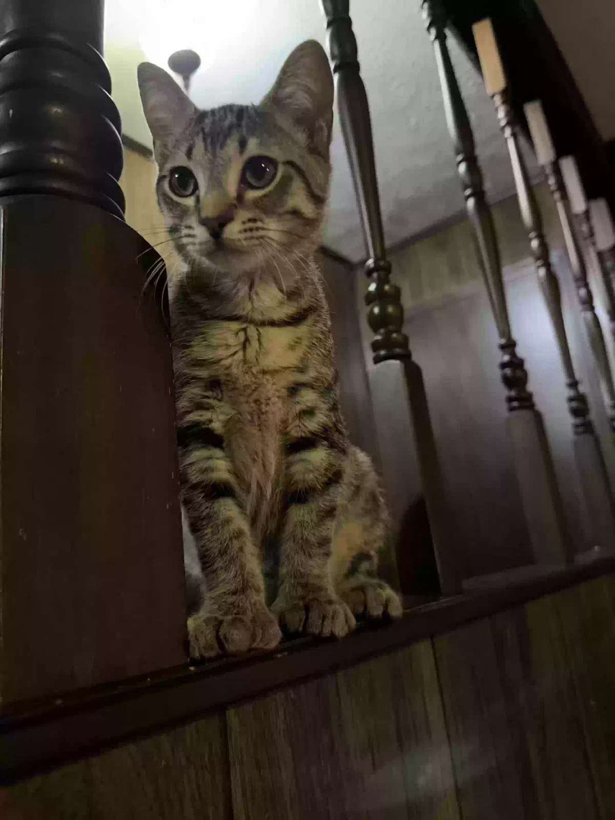 Pickle, Tabby Cat for adoption in Locust Grove, GA, 30248
