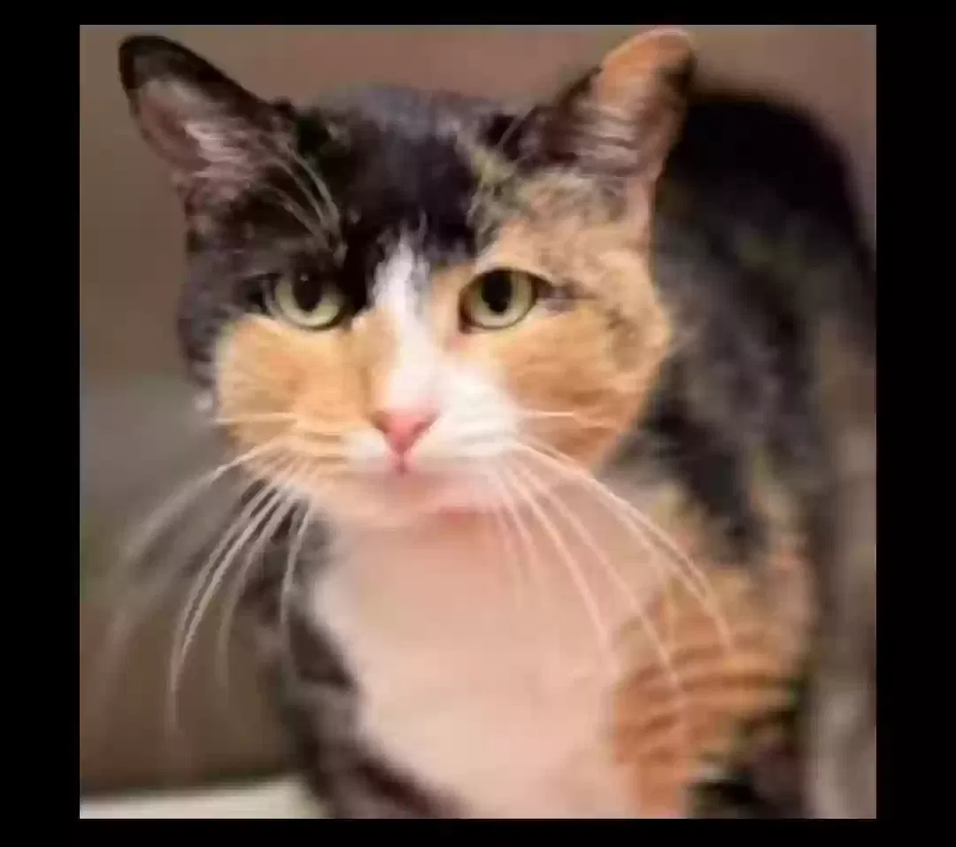 Cat, Calico Cat for adoption in Watertown, CT, 6795