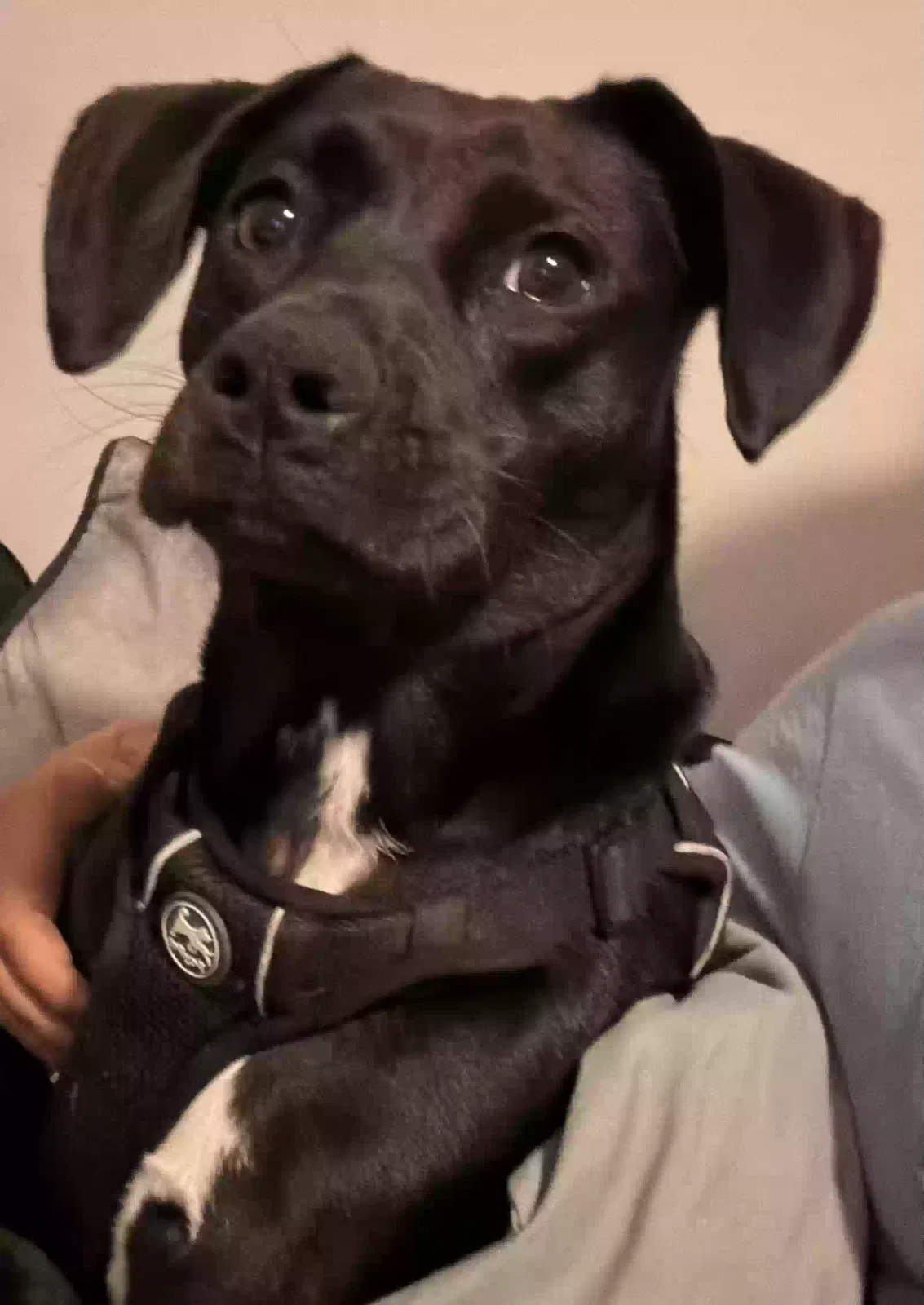 Pope, Labrador mix Dog for adoption in Rome, GA, 30161