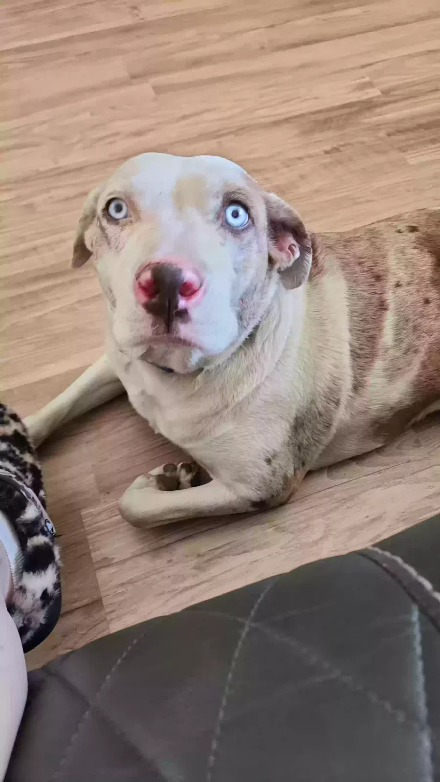 Bluey, Catahola Dog for adoption in Chino Valley, AZ, 86323
