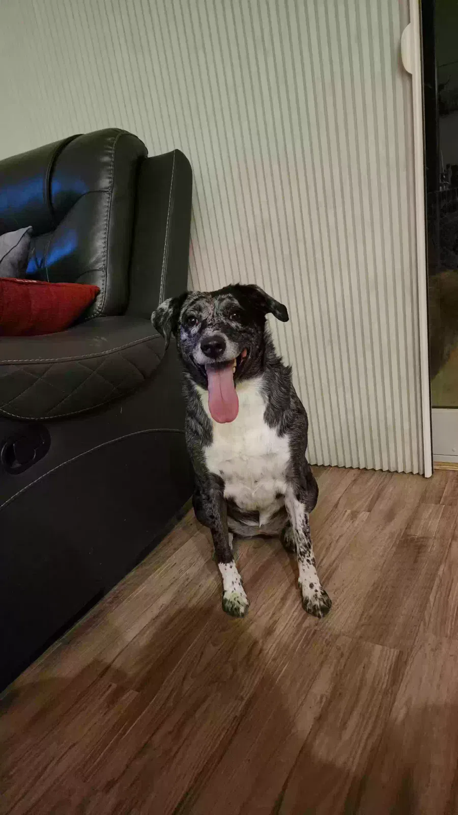 Pepper, German Shorthair Pointer, Australian Shepherd Mix Dog for adoption in Chino Valley, AZ, 86323