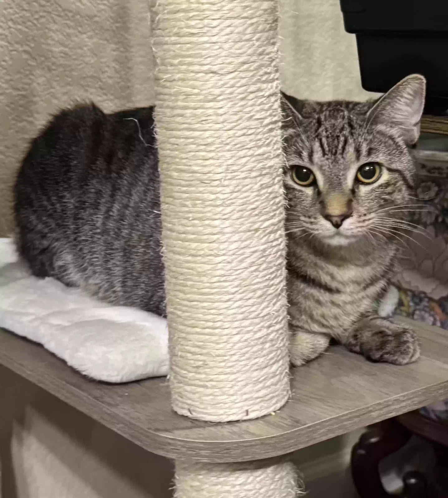 Paris, Unknown Cat for adoption in Castle Rock, CO, 80108