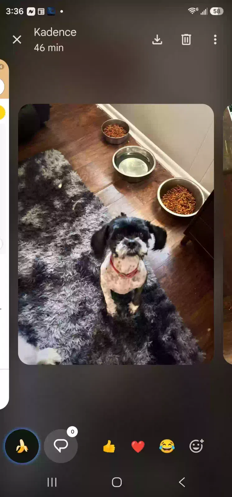 Dog, Shitzu Dog for adoption in Swansea, SC, 29160