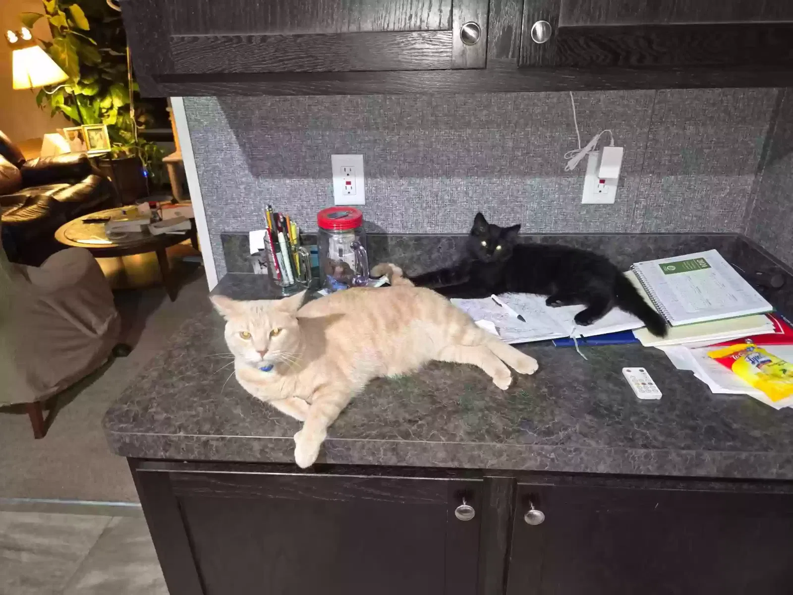 Cat, American short hair Cat for adoption in Mattawan, MI, 49071