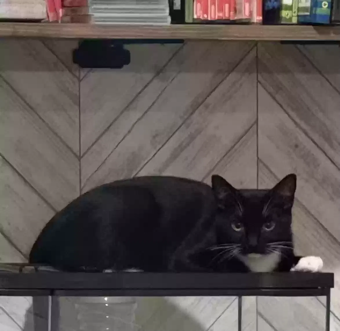 London, Unknown Cat for adoption in Castle Rock, CO, 80108