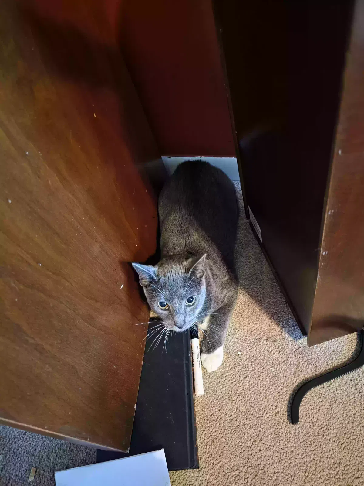 Cat, Domestic short hair Cat for adoption in Sharptown, MD, 21861