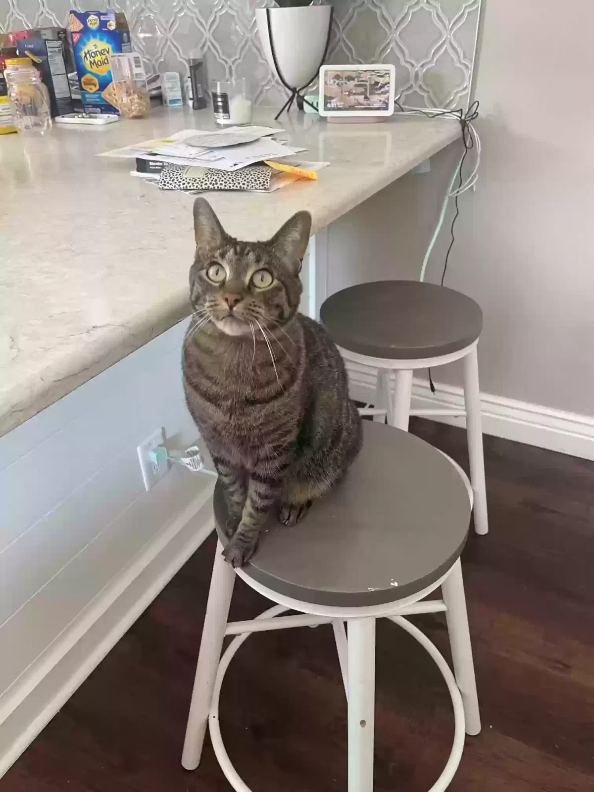 KhoKho, Gray Tabby Cat for adoption in Colwich, KS, 67030