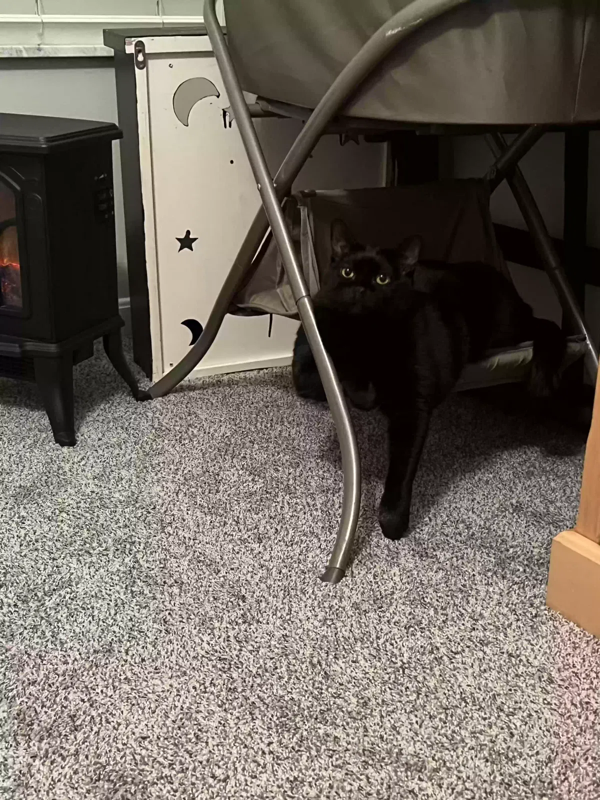 Zuri, Unknown Cat for adoption in Cincinnati, OH, 45202