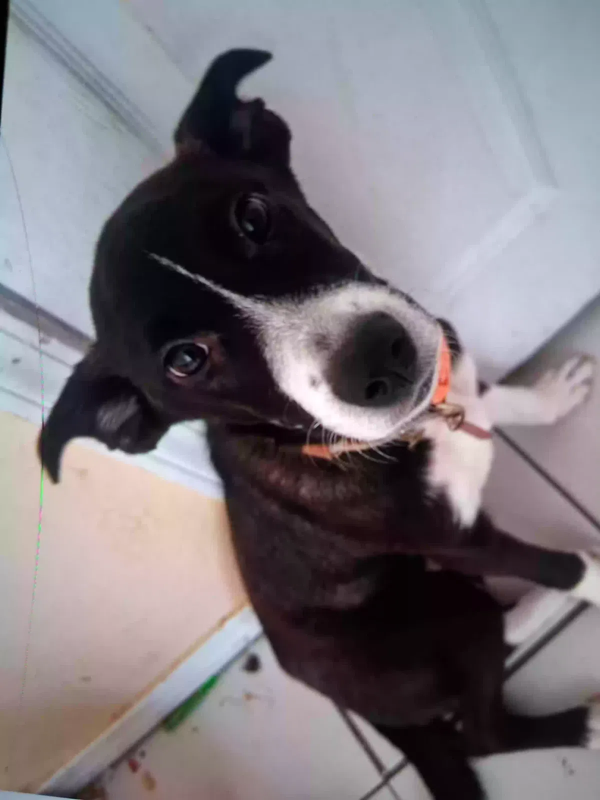 Cleo, Unknown Dog for adoption in El Paso, TX, 79938