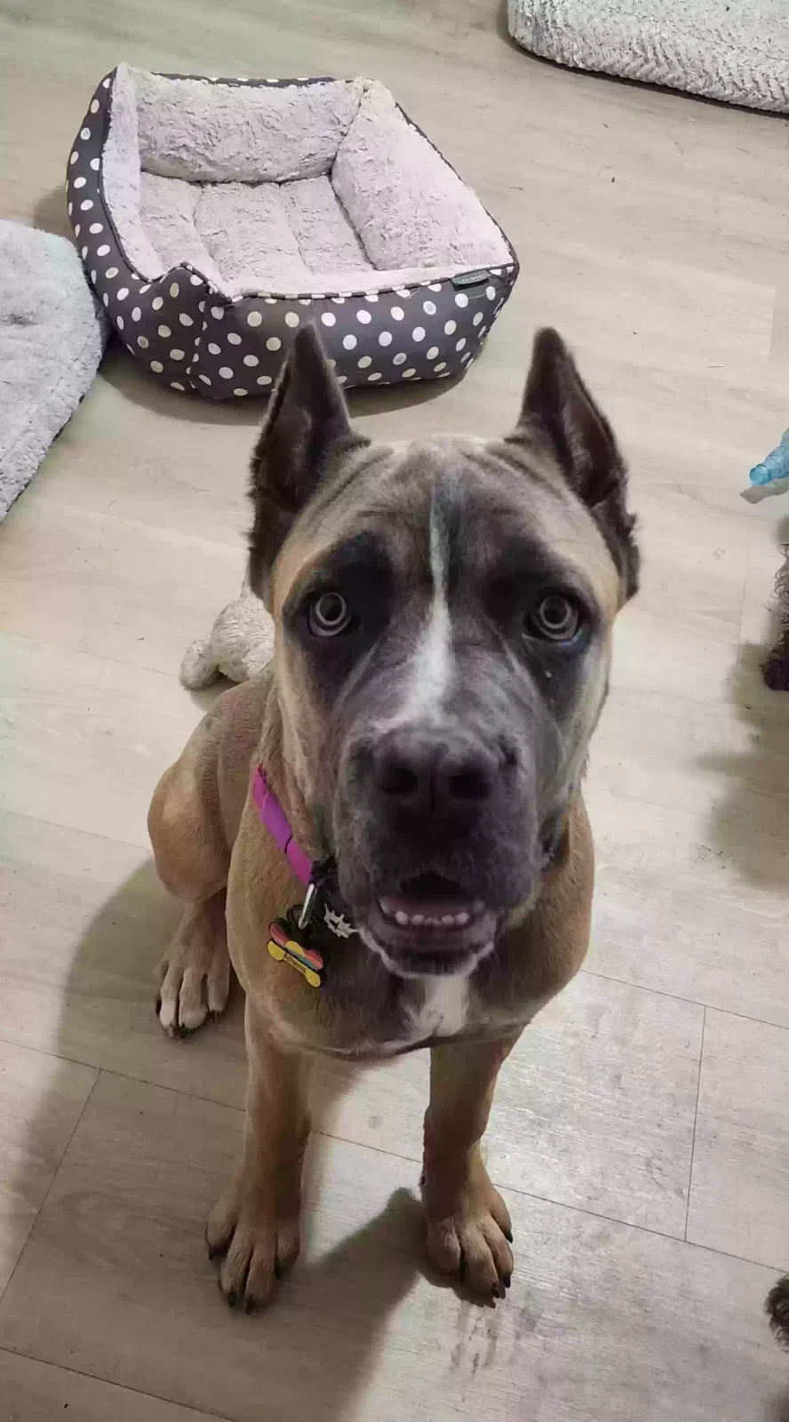 Athena, Cane Corso Dog for adoption in Odessa, TX, 79764