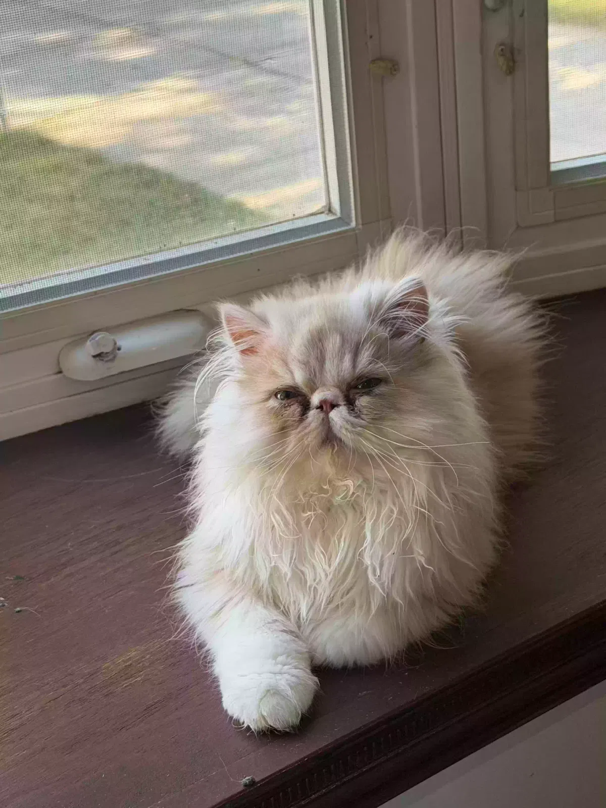 Cat, Persian Cat for adoption in Queens Village, NY, 11428