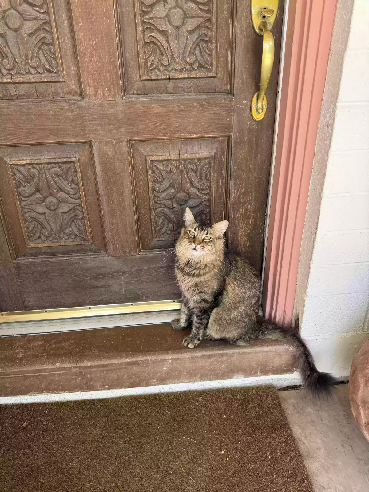 Rosita, Longhair tabby Cat for adoption in Tempe, AZ, 85282