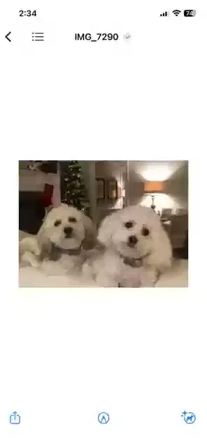 Remi and Milly, Bichipoo Dog for adoption in Opelika, AL, 36801