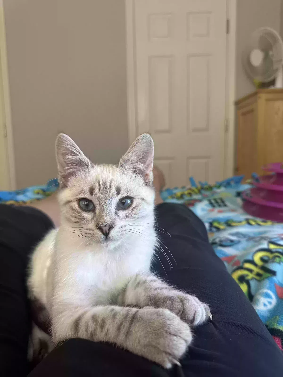 Coconut, Unknown Cat for adoption in Manteca, CA, 95337