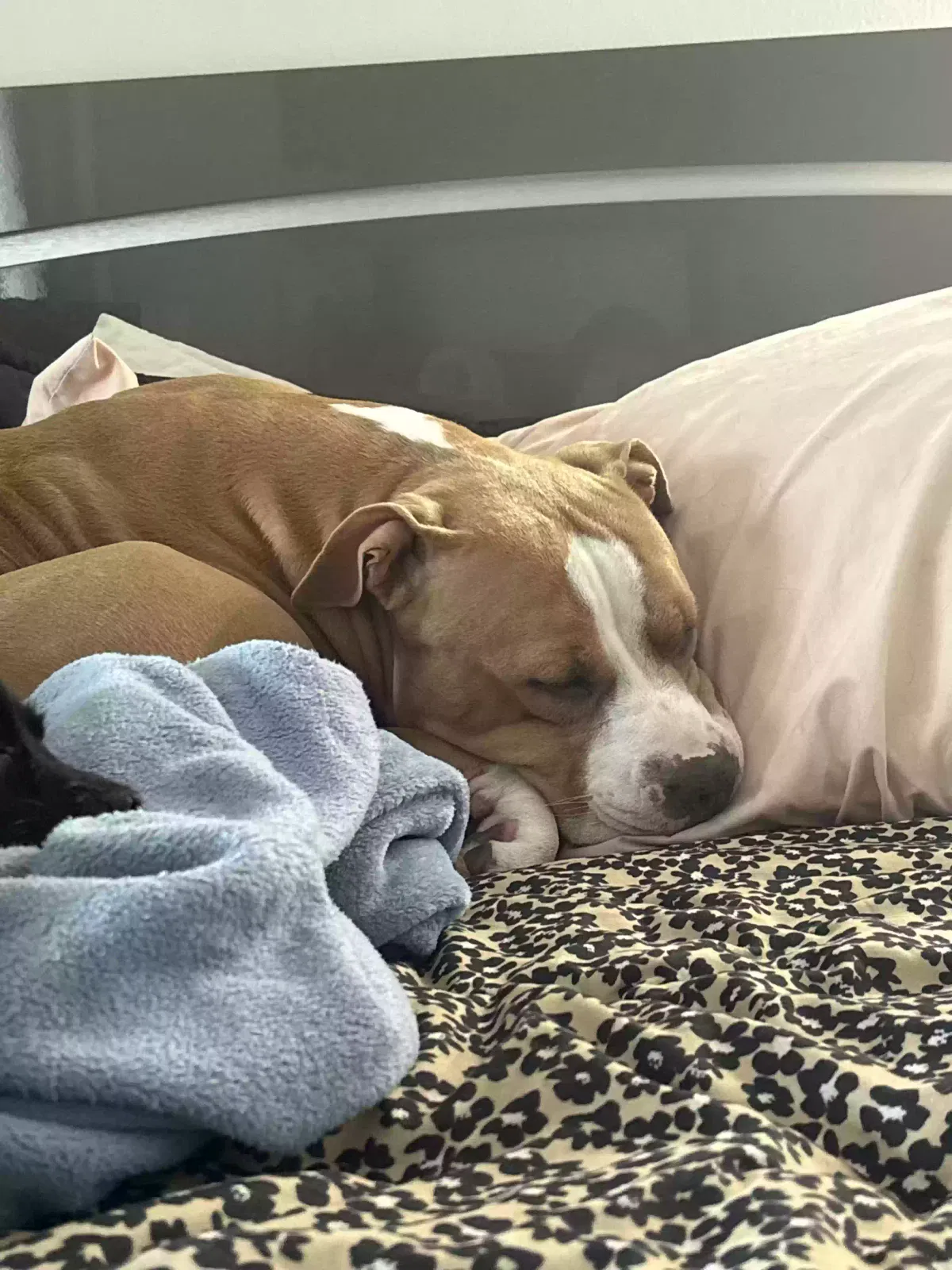 Dog, Unknown Dog for adoption in West Palm Beach, FL, 33411