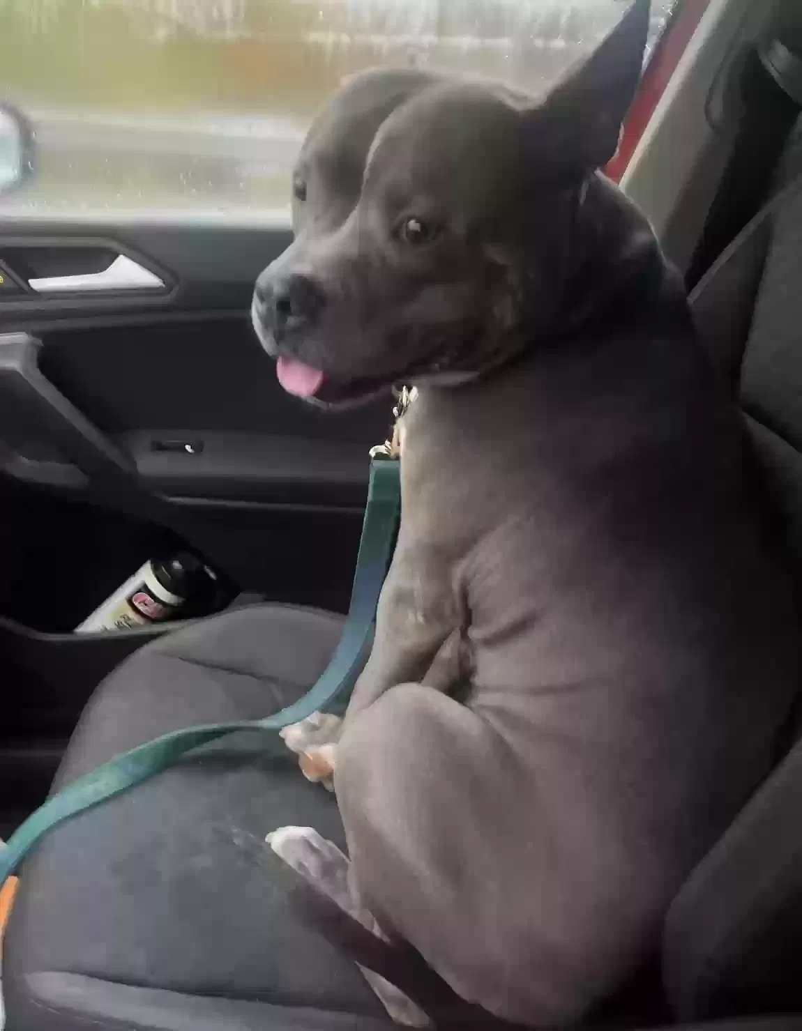 Poncho, Unknown Dog for adoption in Orange Park, FL, 32065