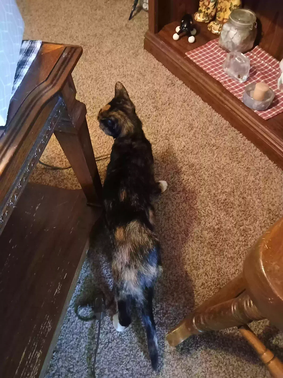Pria, Shorthair Cat for adoption in Battle Creek, MI, 49017
