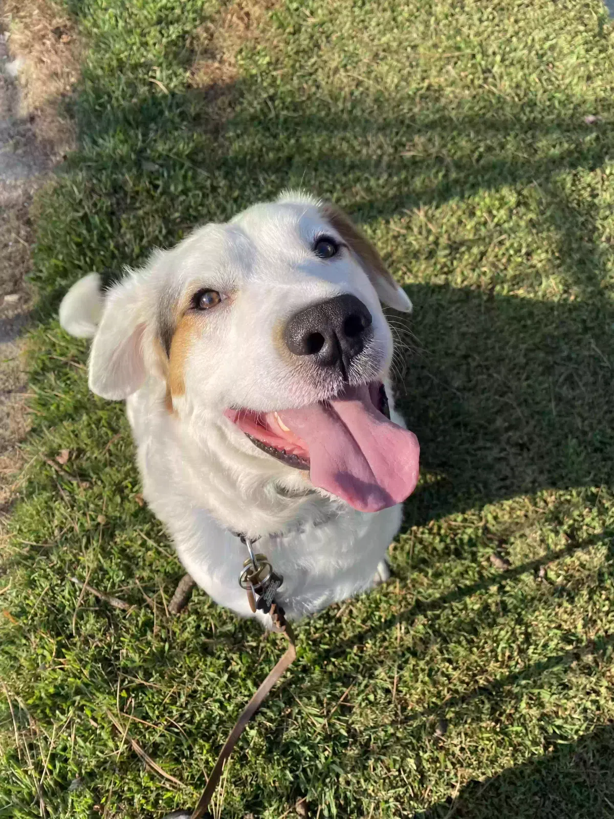 Buddy, Great Pyrenees/ Labrador Retriever mix Dog for adoption in Atlanta, GA, 30350