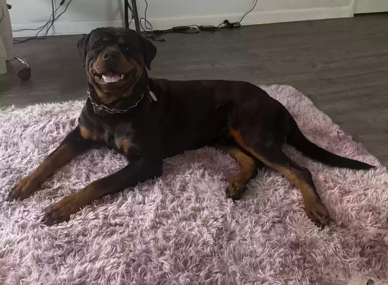 Bane, German Rottweiler Dog for adoption in Mount Ulla, NC, 28125
