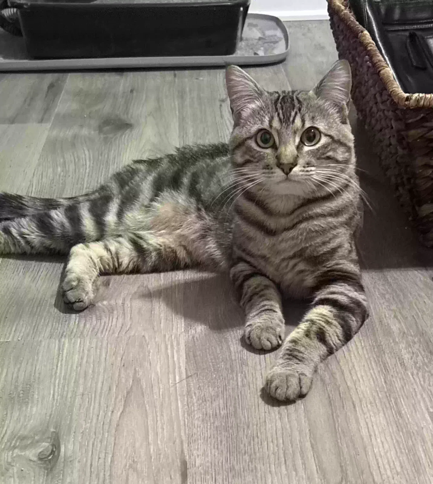 Howard, Domestic shorthair Cat for adoption in Jonesboro, AR, 72401