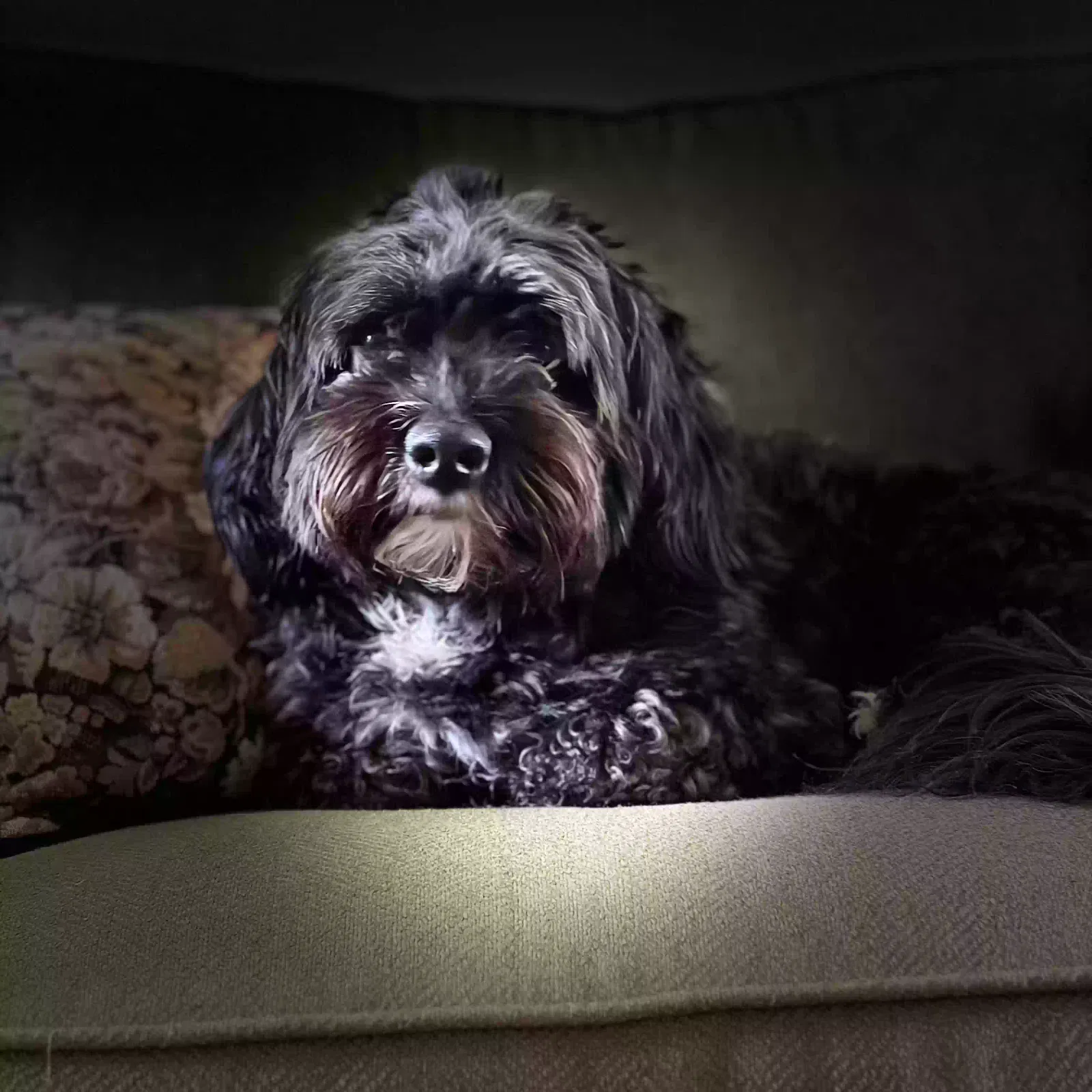 Bodie, Havernese Dog for adoption in Greer, SC, 29651