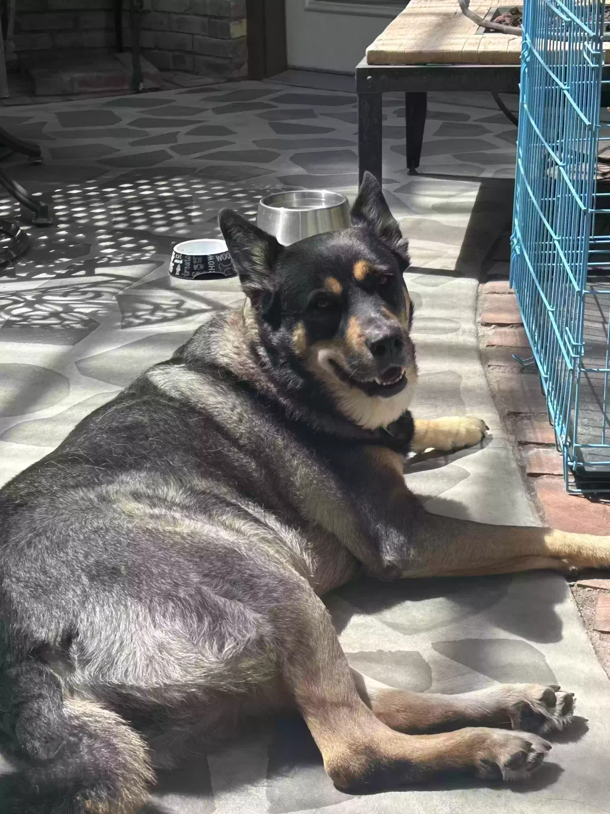 Hershey, German Shepherd mix Dog for adoption in Redlands, CA, 92374