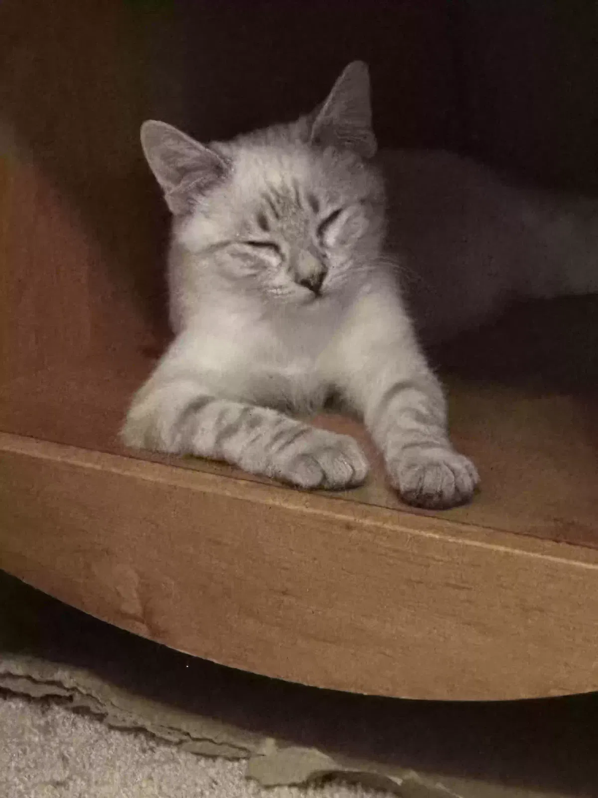 Cat, Unknown Cat for adoption in Manteca, CA, 95337