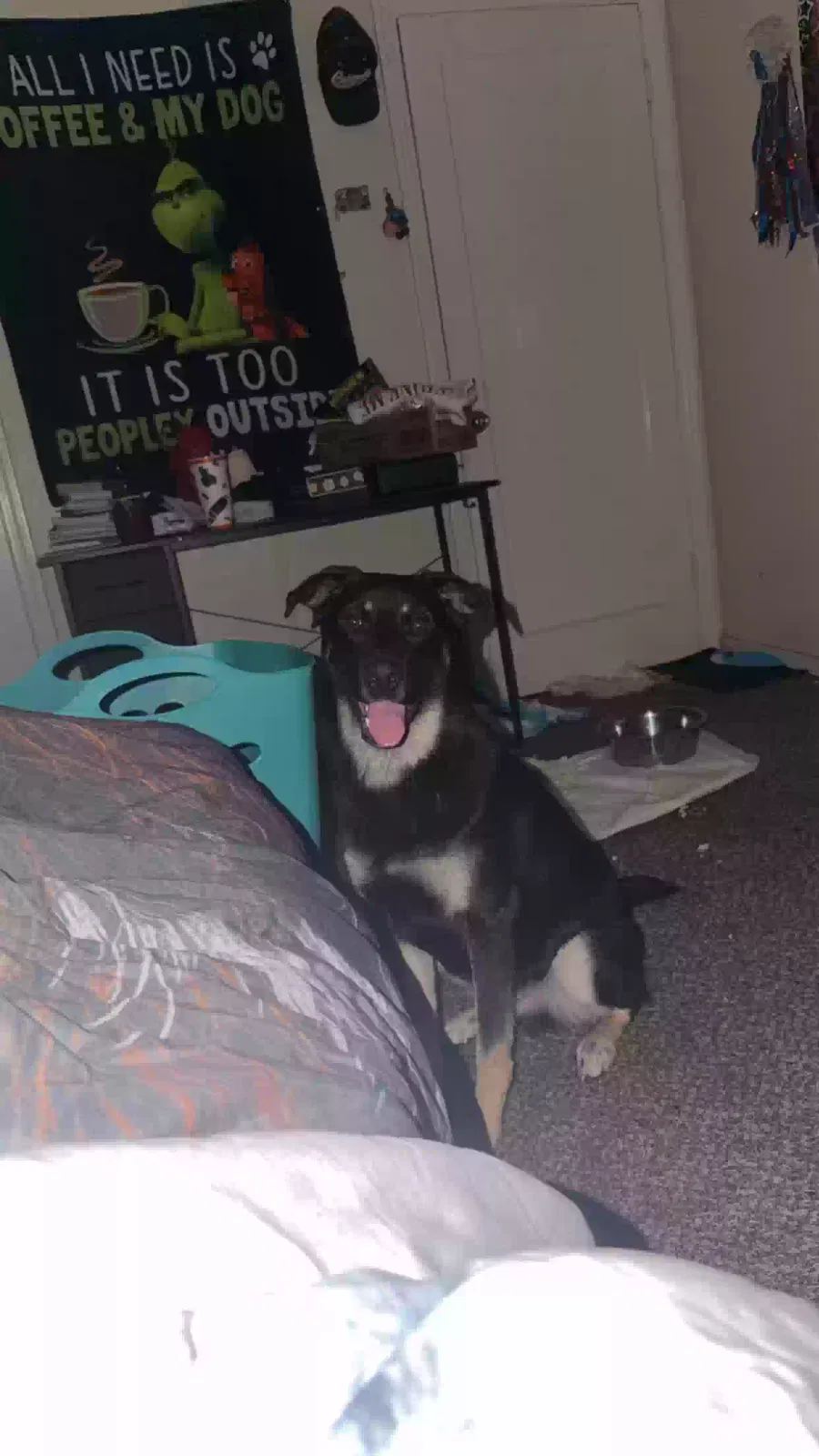 Ace, German Shepherd mix Dog for adoption in Denair, CA, 95316