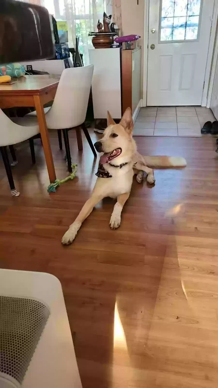 Leo, Belgium Malinois mix Dog for adoption in Belding, MI, 48809