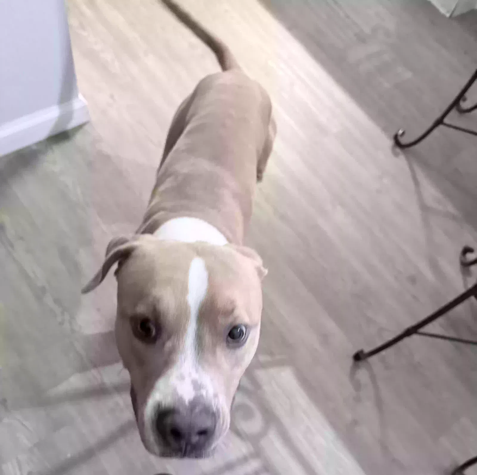 Buddy, Mixed breed Dog for adoption in Atlanta, GA, 30354