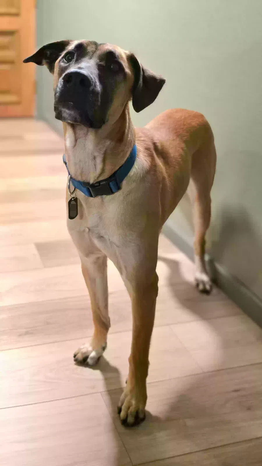 Goose, Great Dane/Malinois mix Dog for adoption in New Braunfels, TX, 78130