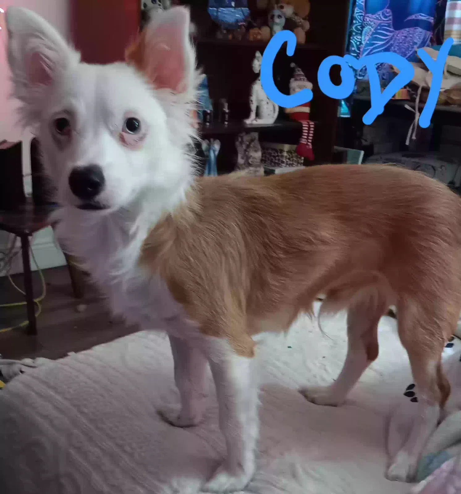 Cody, Mix border coley and chiwawa Dog for adoption in Land O Lakes, FL, 34638