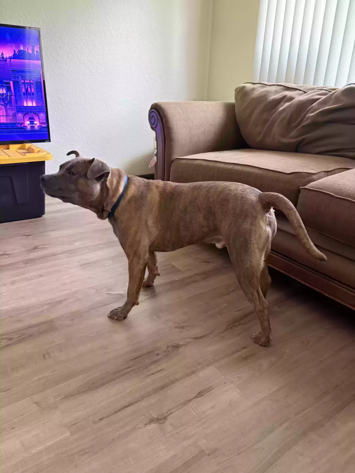Dog, Pit bull Dog for adoption in Forest Lake, MN, 55025
