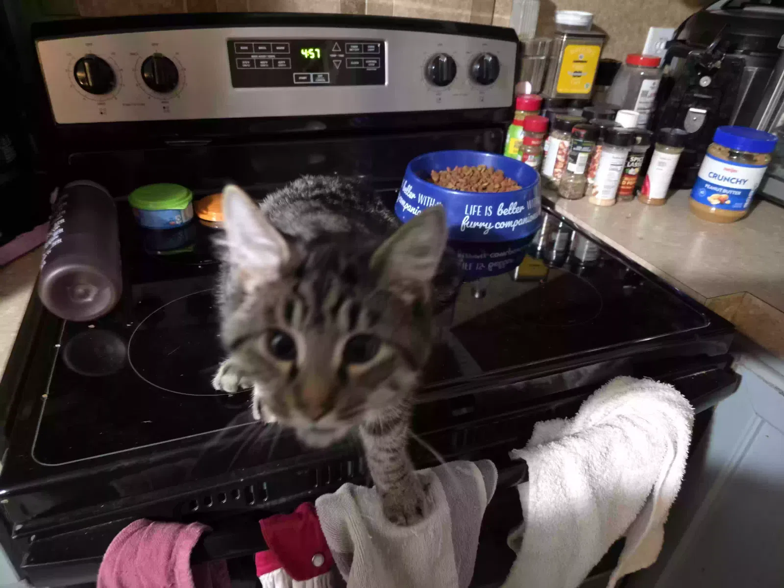 Semfi, Unknown Cat for adoption in Portage, IN, 46368