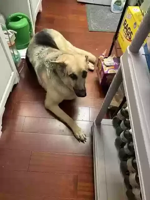 Sky, German Shepard Dog for adoption in Snellville, GA, 30078