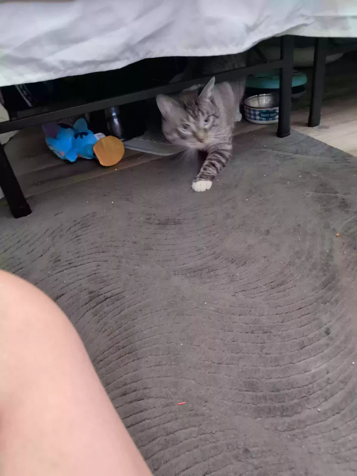 Cat, Unknown Cat for adoption in Somers Point, NJ, 8244