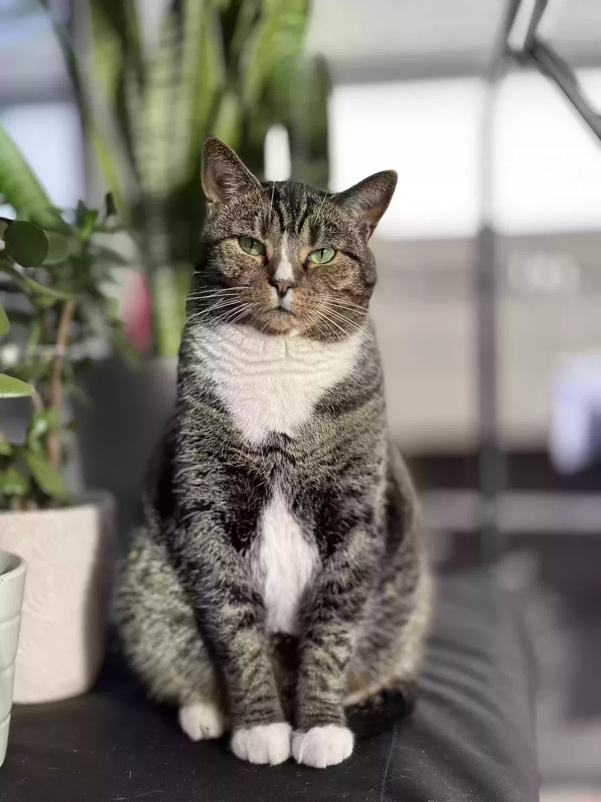 Tuna, Domestic short hair Cat for adoption in Oviedo, FL, 32765