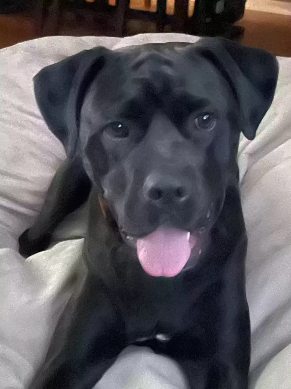 Mila, Unknown Dog for adoption in Chesapeake, VA, 23322